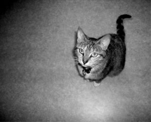 Photo de Celine Veret: Chat