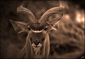 Photo de gil: Ma galerie terre sauvage