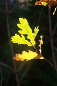 Photo de MICHEL PELOSATO: Feuille