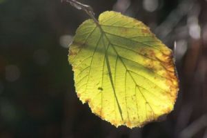 Photo de MICHEL PELOSATO: Feuille