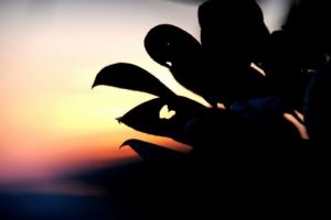 Photo de nikky: Libre Interprétation De L'esprit