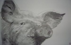 Dessin de mng: AH LE COCHON