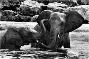 Photo de gil: jeu de trompes