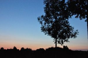 Photo de N Troy: Arbres