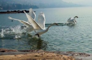 Photo de Jean-Luc Godon: Cygnes d'un nouveau départ