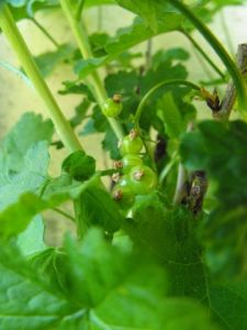 Photo de aquarius: LE VEGETAL COMME VOUS NE L AVEZ JAMAIS VU