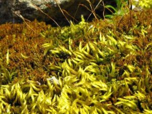 Photo de aquarius: LA MOUSSE