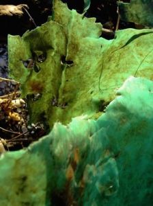 Photo de DANIEL FAGES