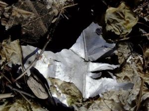 Photo de DANIEL FAGES: L'insolent imagé de moins que rien