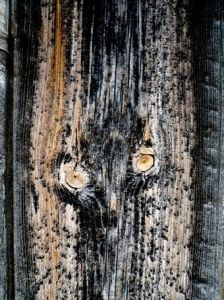 Photo de DANIEL FAGES: Trace de bête en Gévaudan