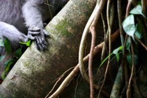 Photo de Hugues: Matières Balinaises