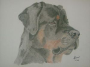 Dessin de elisabeth rouzaire: le chien