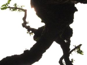 Photo de didon: botte de l'italie