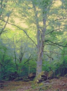 Art_numerique de Fammouse: La brume se lève dans les hètres