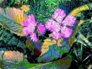 Art_numerique de Fammouse: Oeillets de poète