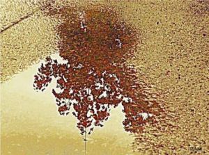 Art_numerique de Fammouse: Reflet d'arbre