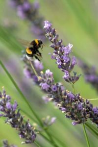 Photo de Sebastien Bazin: insecte en vol et lilas