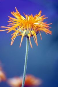 Photo de Sebastien Bazin: Fleur jaune