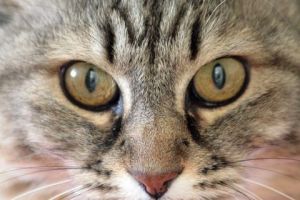 Photo de Sebastien Bazin: Yeux de chat