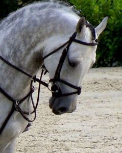 Photo de Otelinda: Forget Me Not