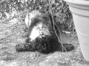 Photo de Regis: L'autruche