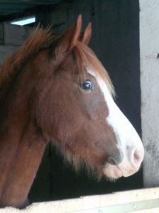 Photo de SYLVIANE CASCARINO