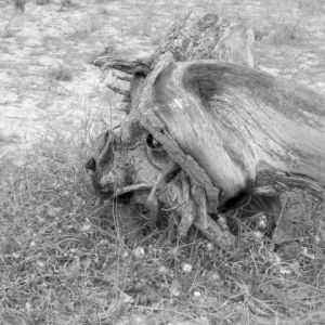 Photo de Paul BENICHOU: l'arbre Chien