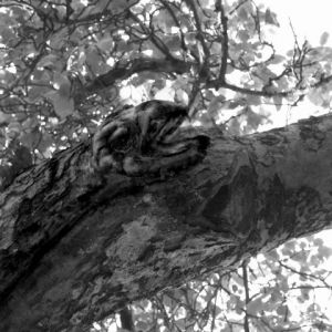 Photo de Paul BENICHOU: l'arbre Serpent