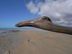 Photo de Paul BENICHOU: l'oiseau  branche