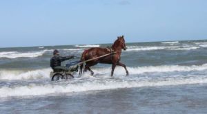 Photo de Kimy: Horse 