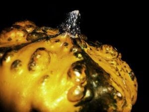 Photo de Jeb photo: Biscorne