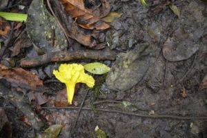 Photo de bouchedoree: humus