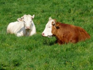 Photo de SYLVIANE CASCARINO: mère et fille