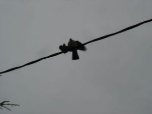 Photo de BRIGITTE BASPEYRAS: copulation zéro!!