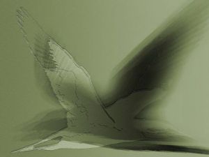 Art_numerique de S comme Souris: Frémissement du goélan