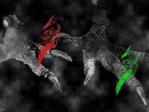 Art_numerique de S comme Souris: Les serres