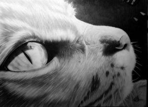 Dessin de sheittane: chat