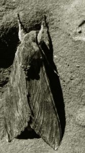 Photo de Elalda: Papillon de nuit