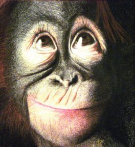 Dessin de Sara Gauthier: Singe souriant