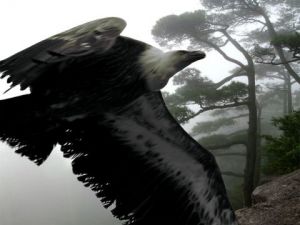 Art_numerique de Dom: le don de l'aigle