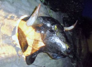 Sculpture de olivier cayzac: TAUREAU DE LA LUNA  N°3