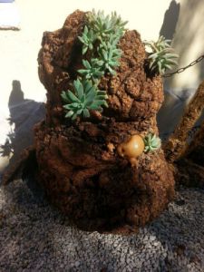 Sculpture de mrozeknicander: grossesse landartienne