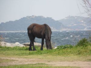 Photo de Lily: cheval de cirque