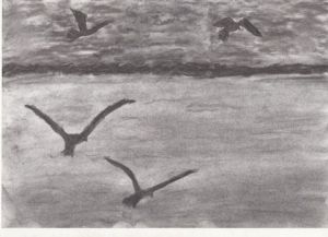 Dessin de kraknoux: Mouette en vol