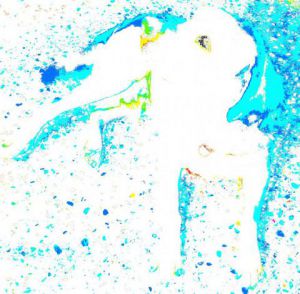 Photo de Onasia: Vaïco, labrador placide...