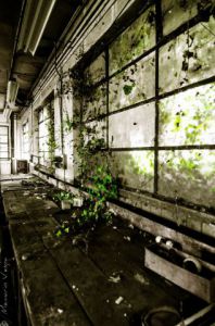 Photo de Memario Vespa: Nature come home 