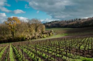 Photo de Lymatly Photos: Paysage de Champagne