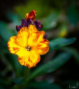 Photo de Lymatly Photos: Giroflé