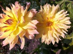 Photo de Beyla Lavana: dahlia 