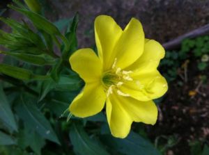 Photo de Beyla Lavana: Simplicité